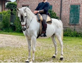Hispano Arabe ( passaporto verde ) Vaquero