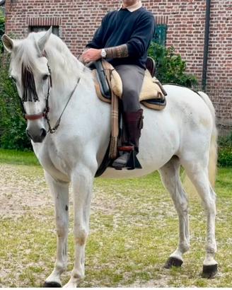 Hispano Arabe ( passaporto verde ) Vaquero