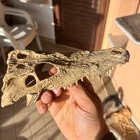 Teschio coccodrillo per terrario