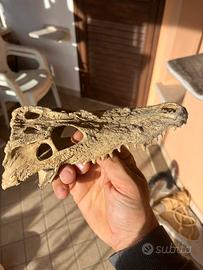 Teschio coccodrillo per terrario