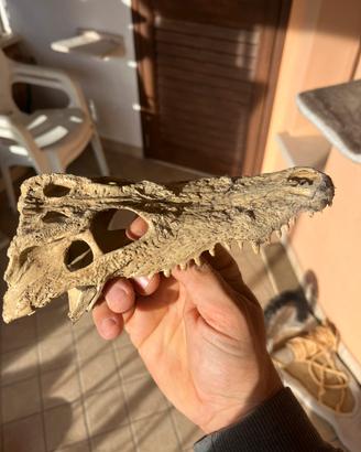 Teschio coccodrillo per terrario