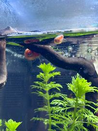 25 lumache per acquario