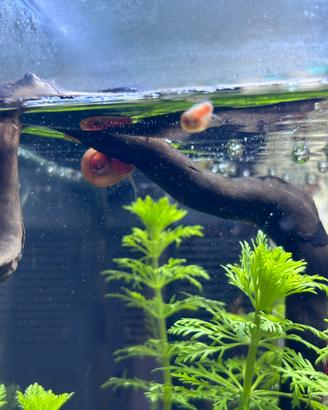 25 lumache per acquario