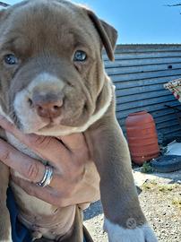 Cuccioli di Pitbull terrier
