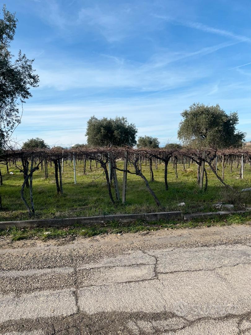Terreno agricolo - Vista 3