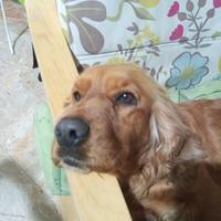 Cocker