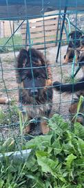 Cuccioli di pastore tedesco