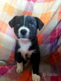 Cani di piccola taglia