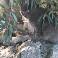 Cucciolo di gatto