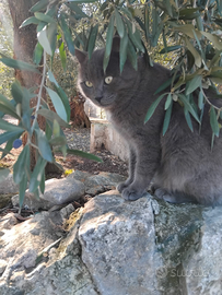 Cucciolo di gatto