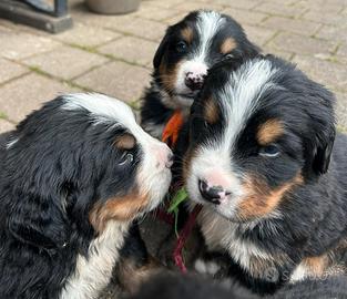 Cucciolata di Bovaro del bernese con pedigree