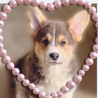 Cucciolo Welsh Corgi pembroke