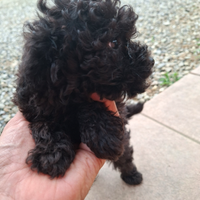Cuccioli di barboncino Toy nero