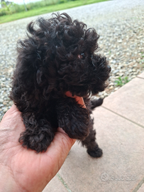 Cuccioli di barboncino Toy nero