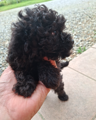 Cuccioli di barboncino Toy nero