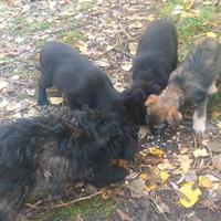 Cuccioli simil terrier