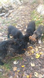 Cuccioli simil terrier