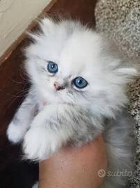Cuccioli gatto persiano