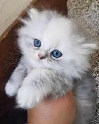 Cuccioli gatto persiano
