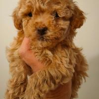 Maschietti TOY di BARBONCINO