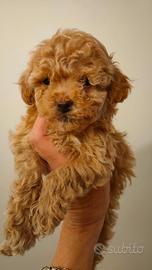 Maschietti TOY di BARBONCINO