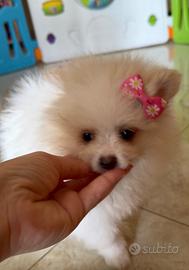 Spitz Pomerania
