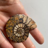 Ammonite fossile