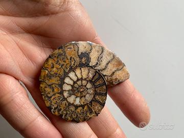 Ammonite fossile