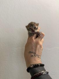 Cuccioli gatto Bengala
