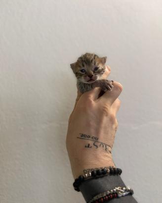 Cuccioli gatto Bengala