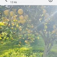 limoni biologici