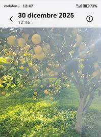limoni biologici
