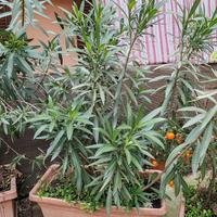 pianta oleandro con vaso 