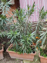 pianta oleandro con vaso 