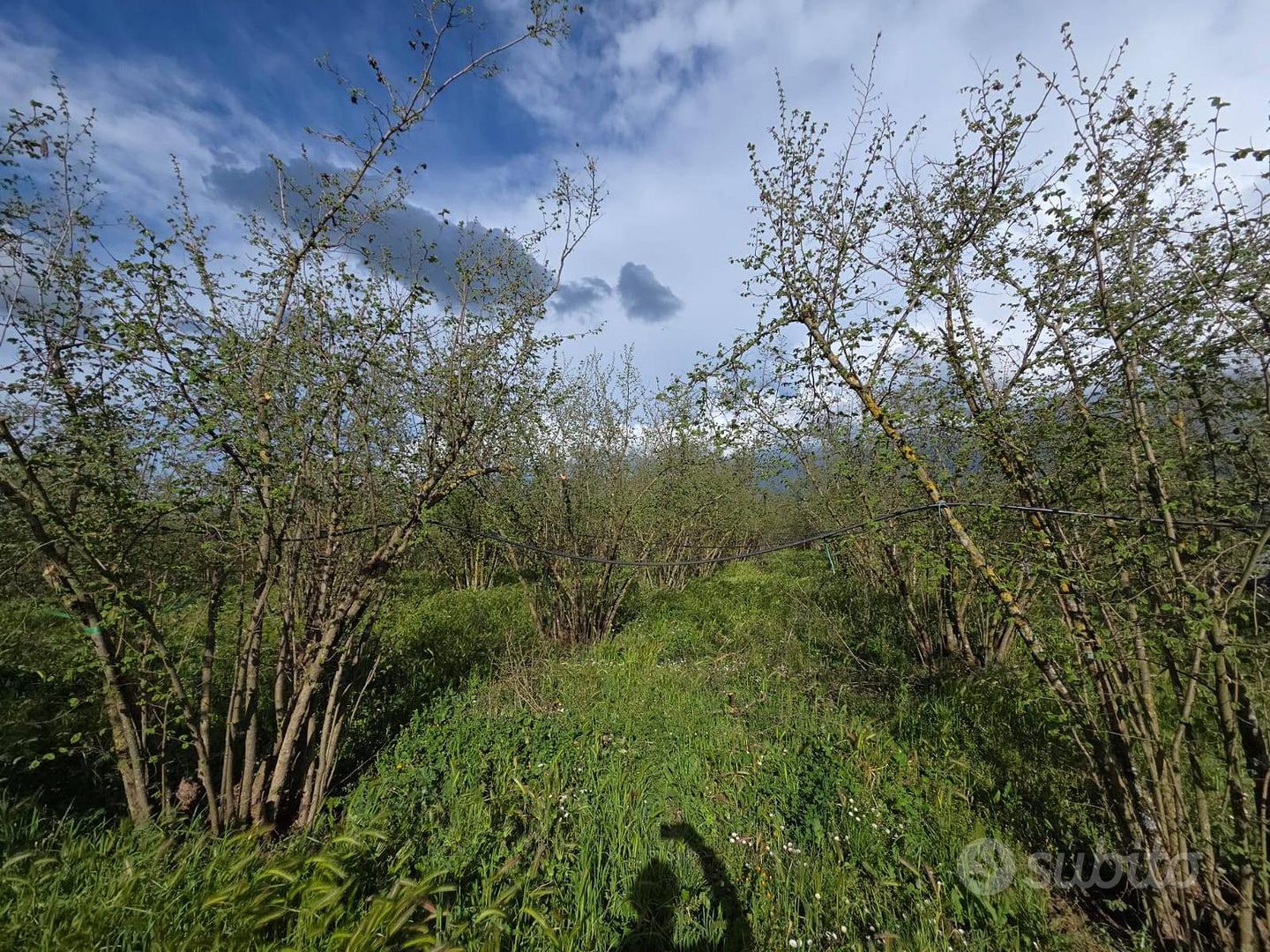 Terreno Agricolo - Gallese - Vista 6