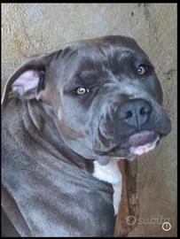 Pitbull American Terrier