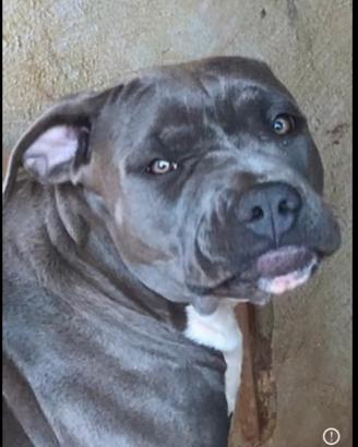 Pitbull American Terrier