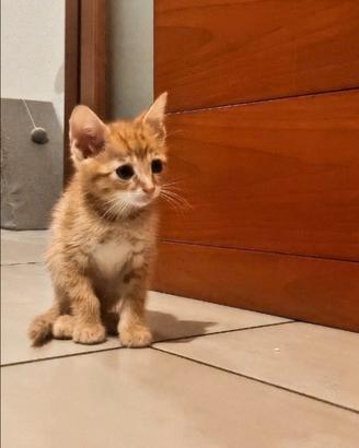 Gatto europeo dolcissimo
