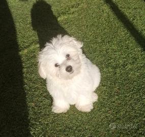 Maltese Toy 