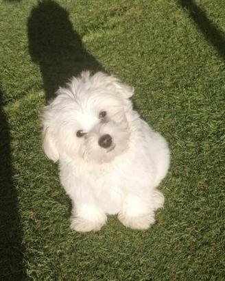 Maltese Toy 