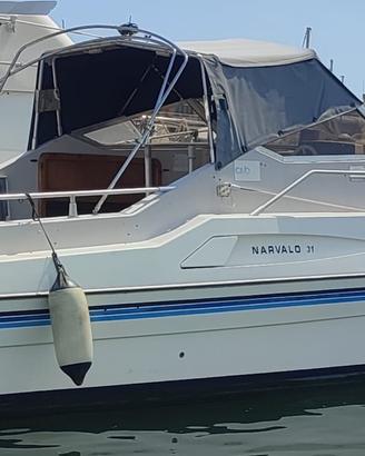 Narvalo 31