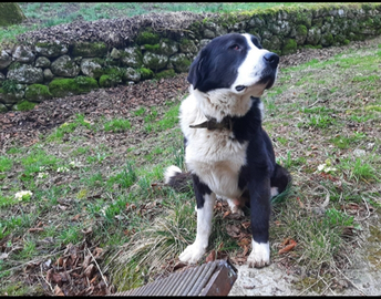 Pastore Asia centrale