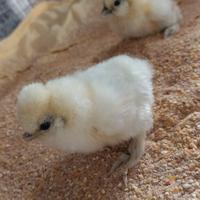 Galline Moroseta