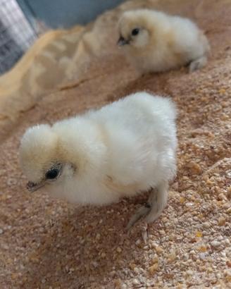 Galline Moroseta