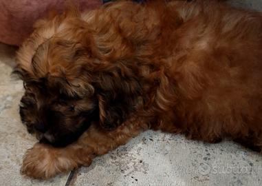 Cucciolo di Maltipoo
