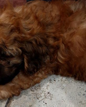 Cucciolo di Maltipoo