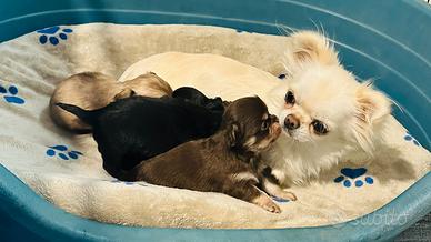 Chihuahua pedigree piccoliss