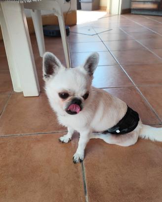 Chihuahua ipertipico di quasi 3 anni