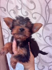 York shire terrier