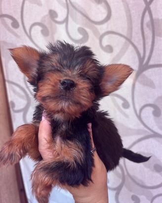 York shire terrier
